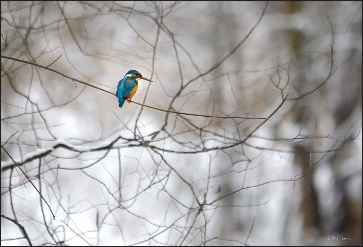зимородок зима лес декабрь, Александр Чувилин