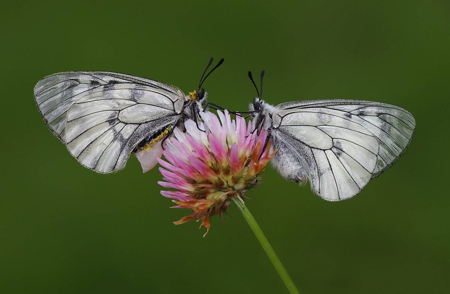 animal, nature, macro, butterfly, two, family, flower, male, female, Savas Sener