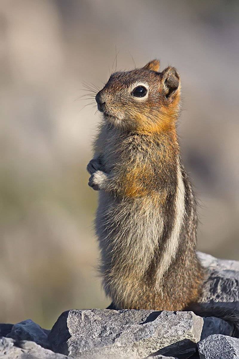 бурундук, животное, природа, Елена Соловьёва