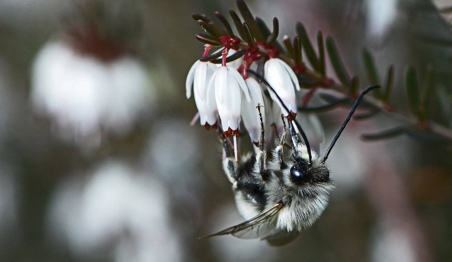 весна, вересковые, эрика, перепончатокрылые, пчела, Неля Рачкова