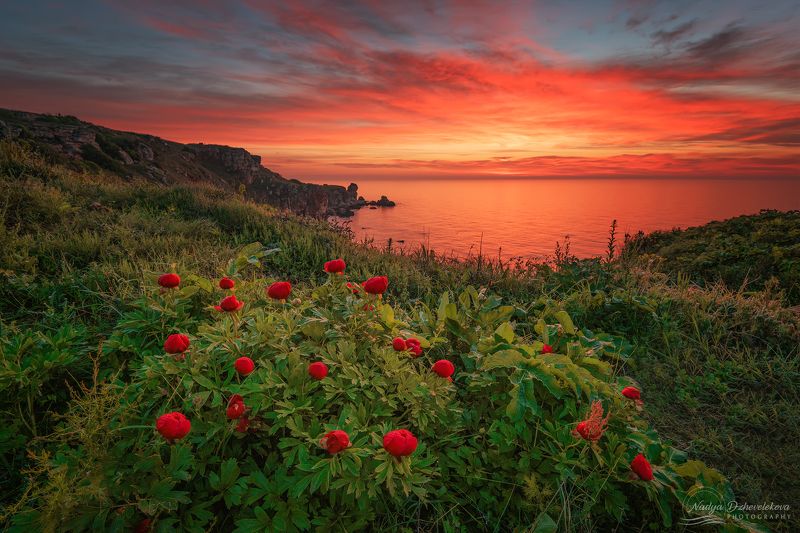 sunrise, clouds, sea, peonies, seascape, cloudscape, sky, sun Spring memories фото превью