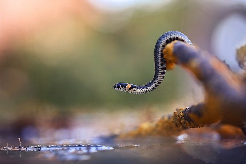 На охоте. фото превью