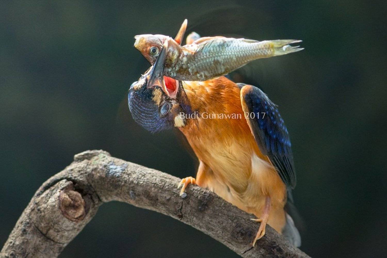 kingfisher, alcedo, alcedo atthis, fish, eat, Budi Gunawan