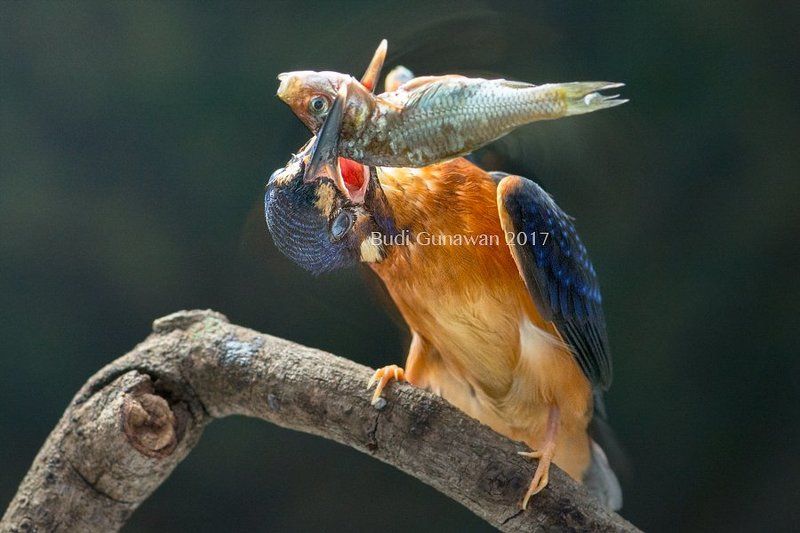 kingfisher, alcedo, alcedo atthis, fish, eat let shake фото превью