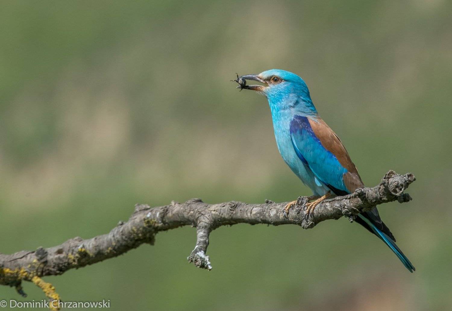 European Roller, Birder's Corner, Dominik Chrzanowski