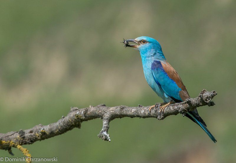 European Roller, Birder\'s Corner European Roller фото превью