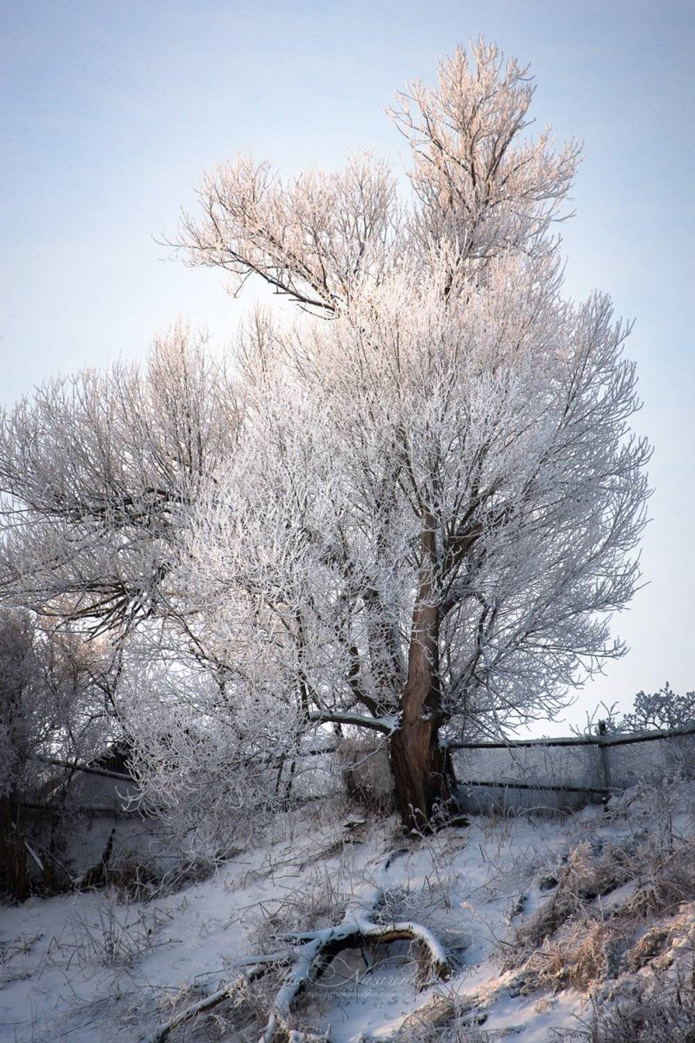зима, мороз, деревня, иней, снег, природа, деревья, в снегу, лес, вечер, winter, landscape, nature, trees, frost, snow, country, countryside, Юлия Назаренко