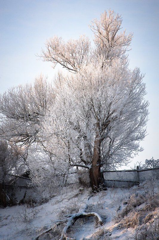 зима, мороз, деревня, иней, снег, природа, деревья, в снегу, лес, вечер, winter, landscape, nature, trees, frost, snow, country, countryside Околица фото превью