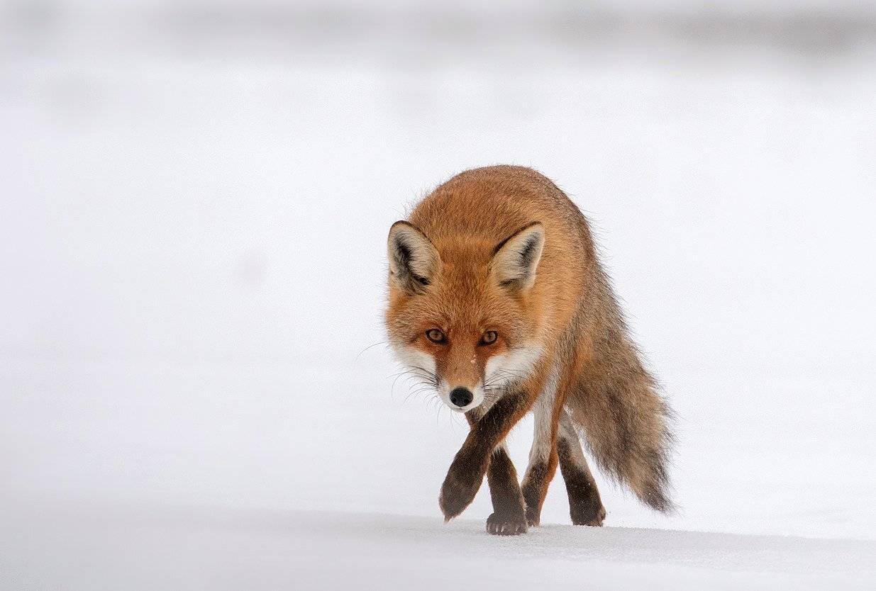 , Сергей Златков