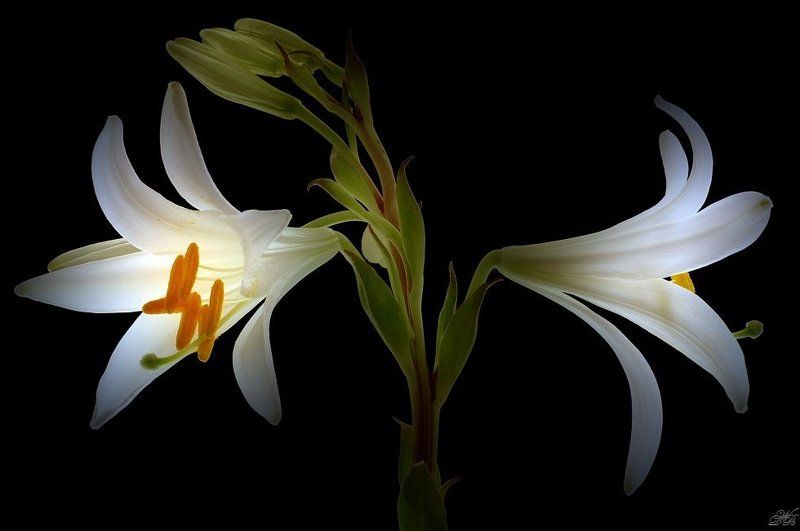 flower, flowers, lilium, lily, color, colors, color image, art, light, nature, black, white, green, plant, plants, cool, madonna, fine art, Cool Light Madonna Lily фото превью
