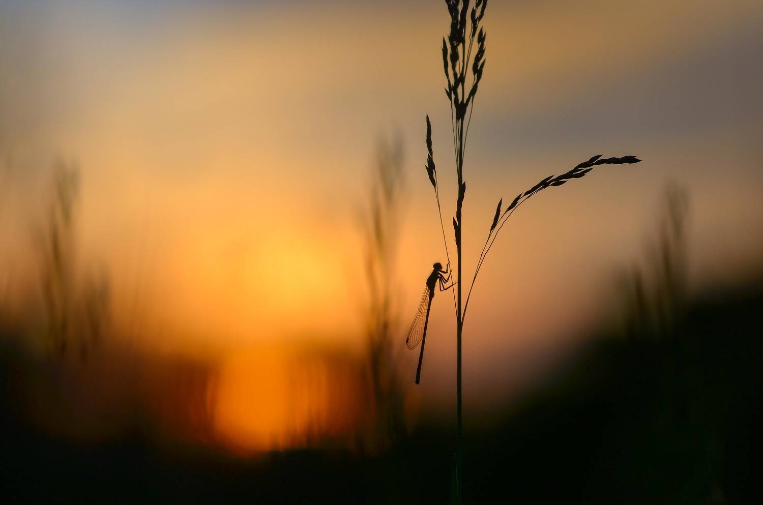 , Андрей Степанов