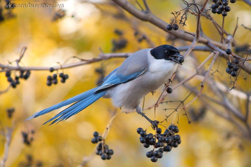 Голубая сорока. фото превью