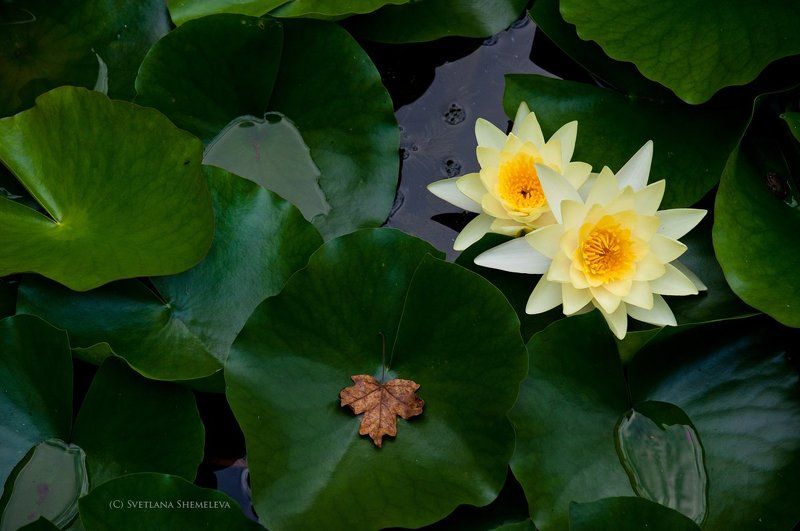 Про кувшинки и осенний лист фото превью