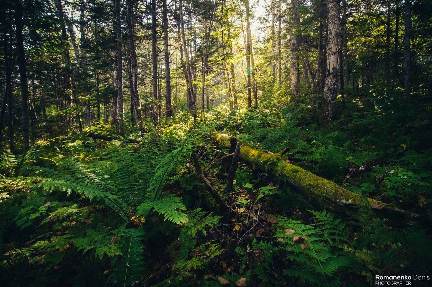 , Романенко Денис