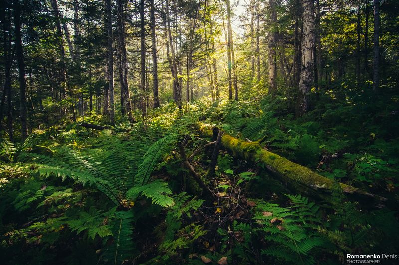 *** фото превью