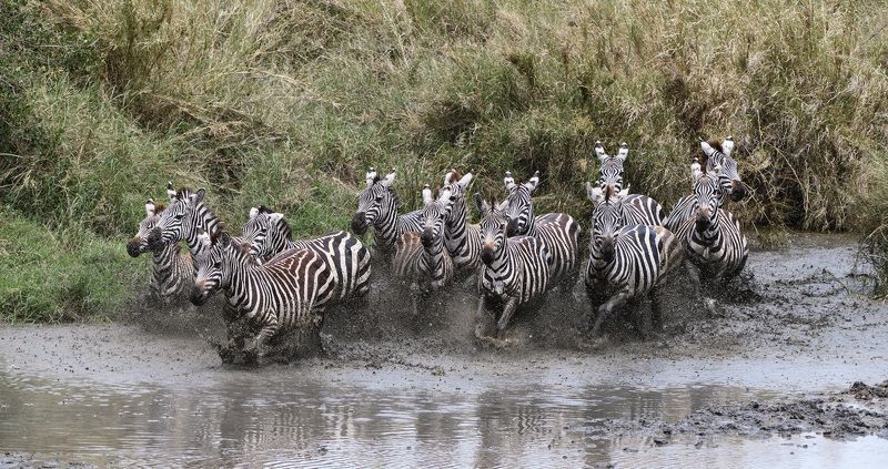 танзания Полосатая банда фото превью