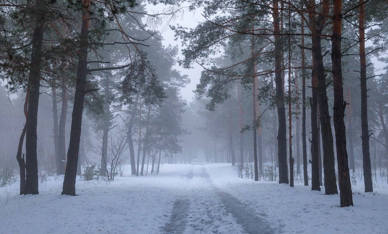 лес, январь, туман, Галанзовская Оксана