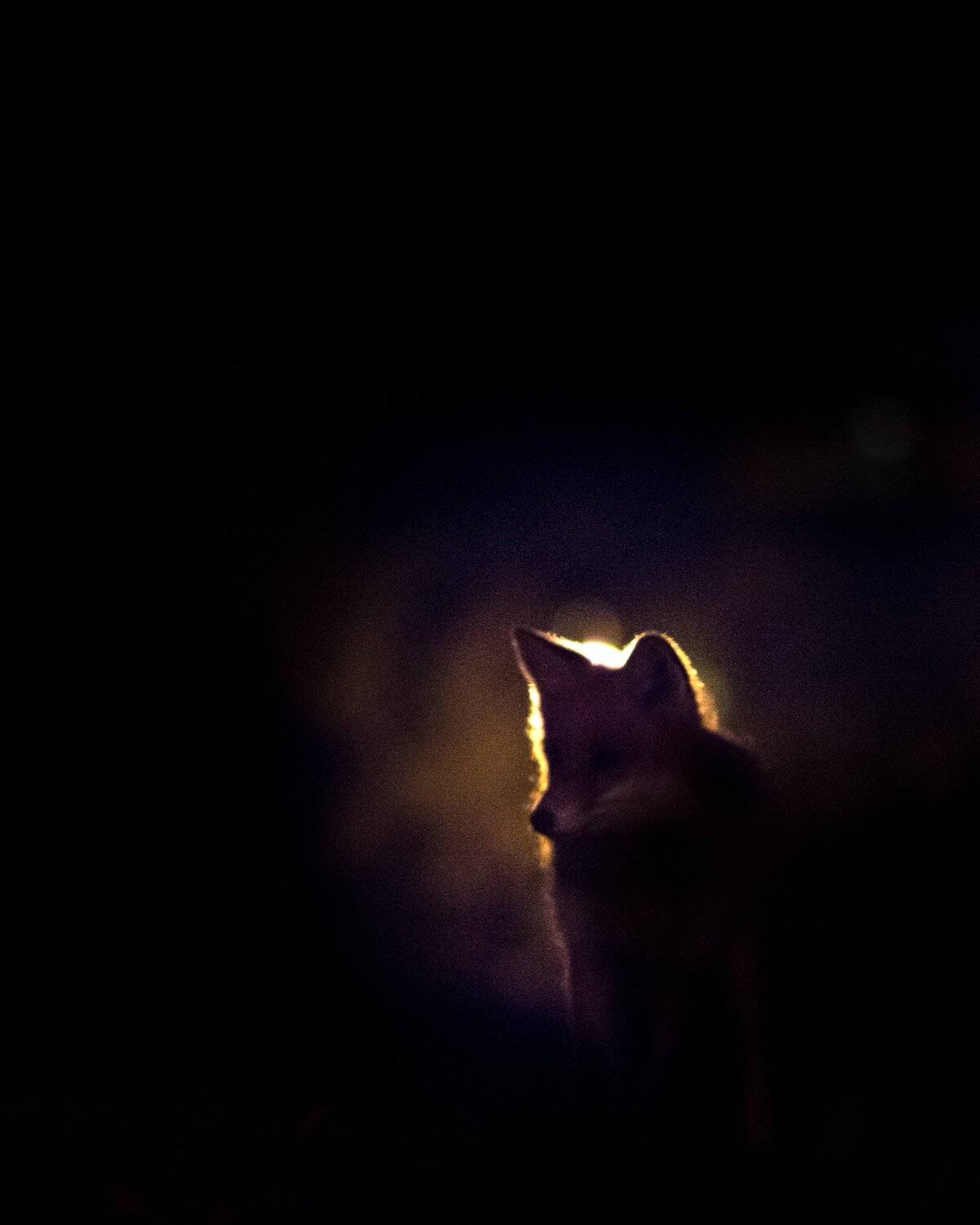 fox, night, darkness, Jarkko J&auml;rvinen