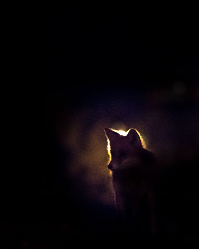 fox, night, darkness Fox in the middle of the night фото превью