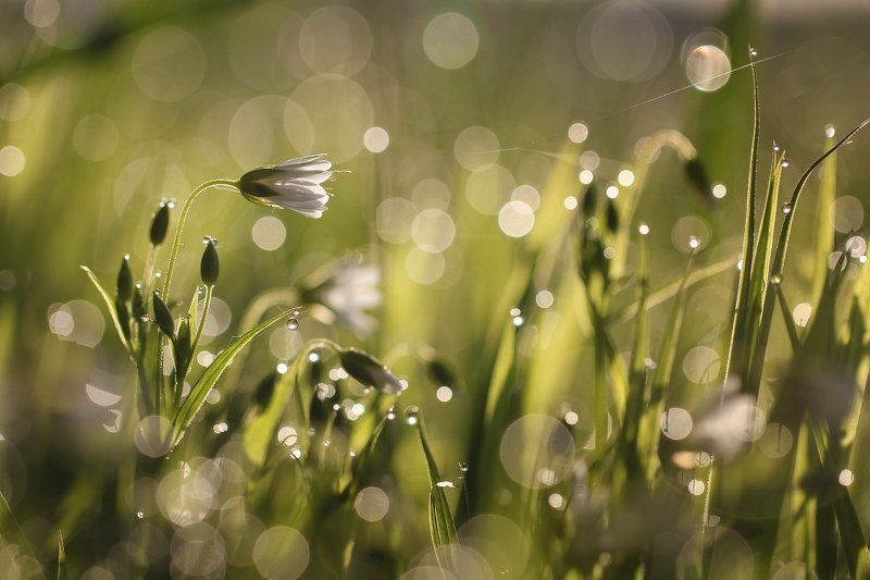 макро,роса Весна.. фото превью