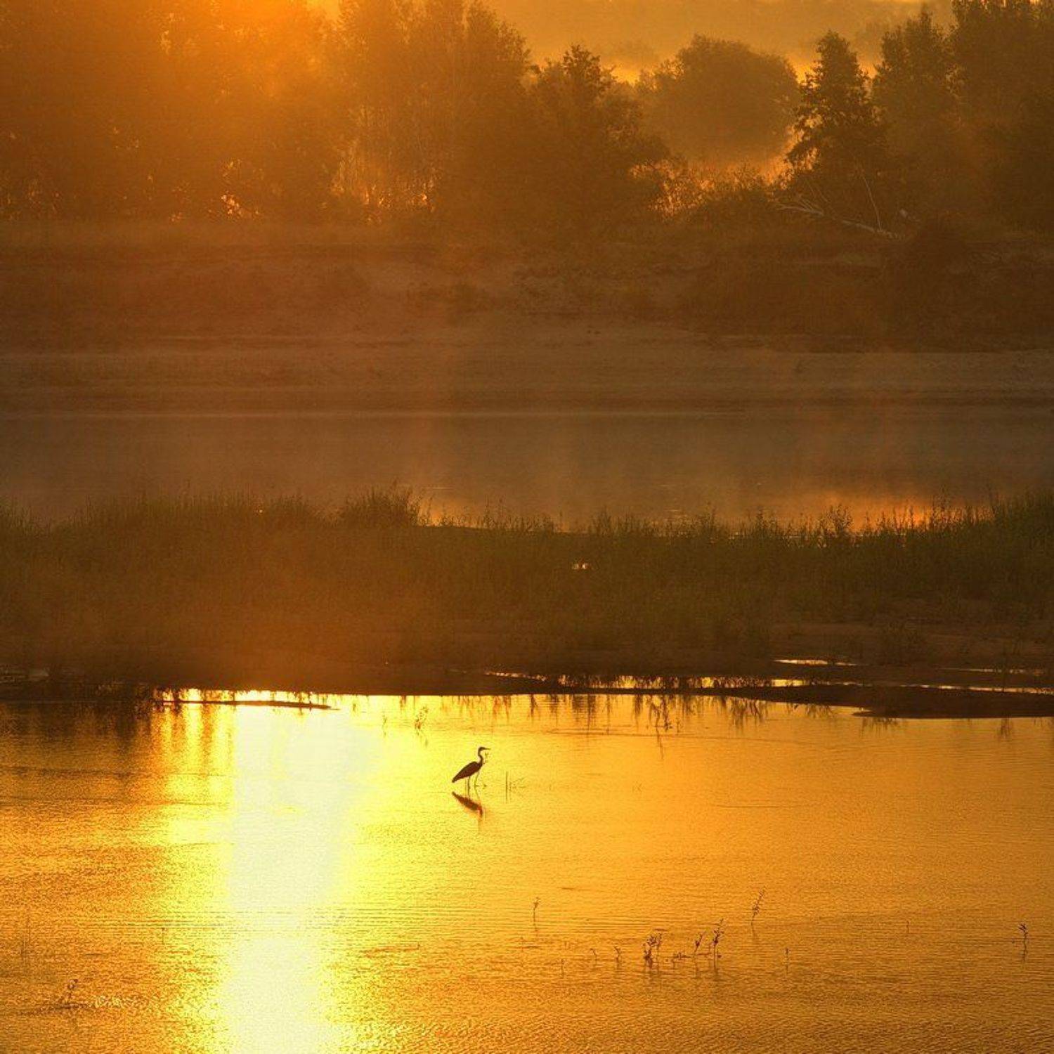 morning, summer, river, heron, shoal, sandbank, mist, belarus, nature, landscape, летнее утро, туман, река, отмель, цапля, птица, природа, лето, беларусь, Сергей Шляга