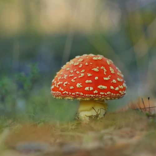 Мухоморы