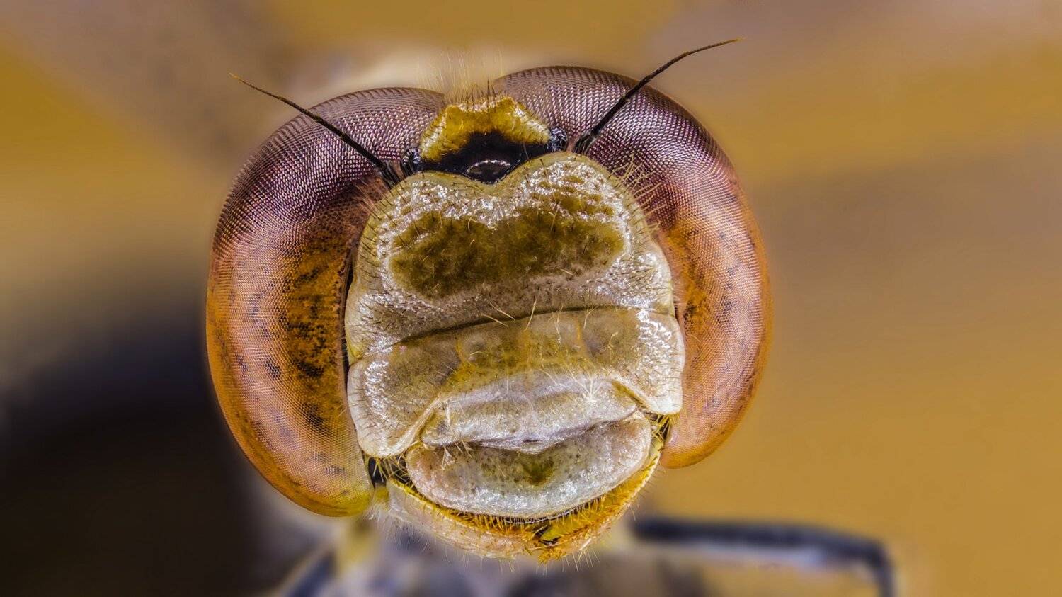 ceclii,macro,lgg4, Tsvetan Ganev