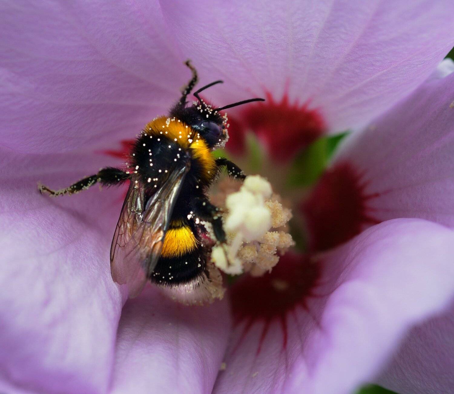 природа, макро, насекомое, шмель, растение, гибискус, тесная квартирка, Неля Рачкова