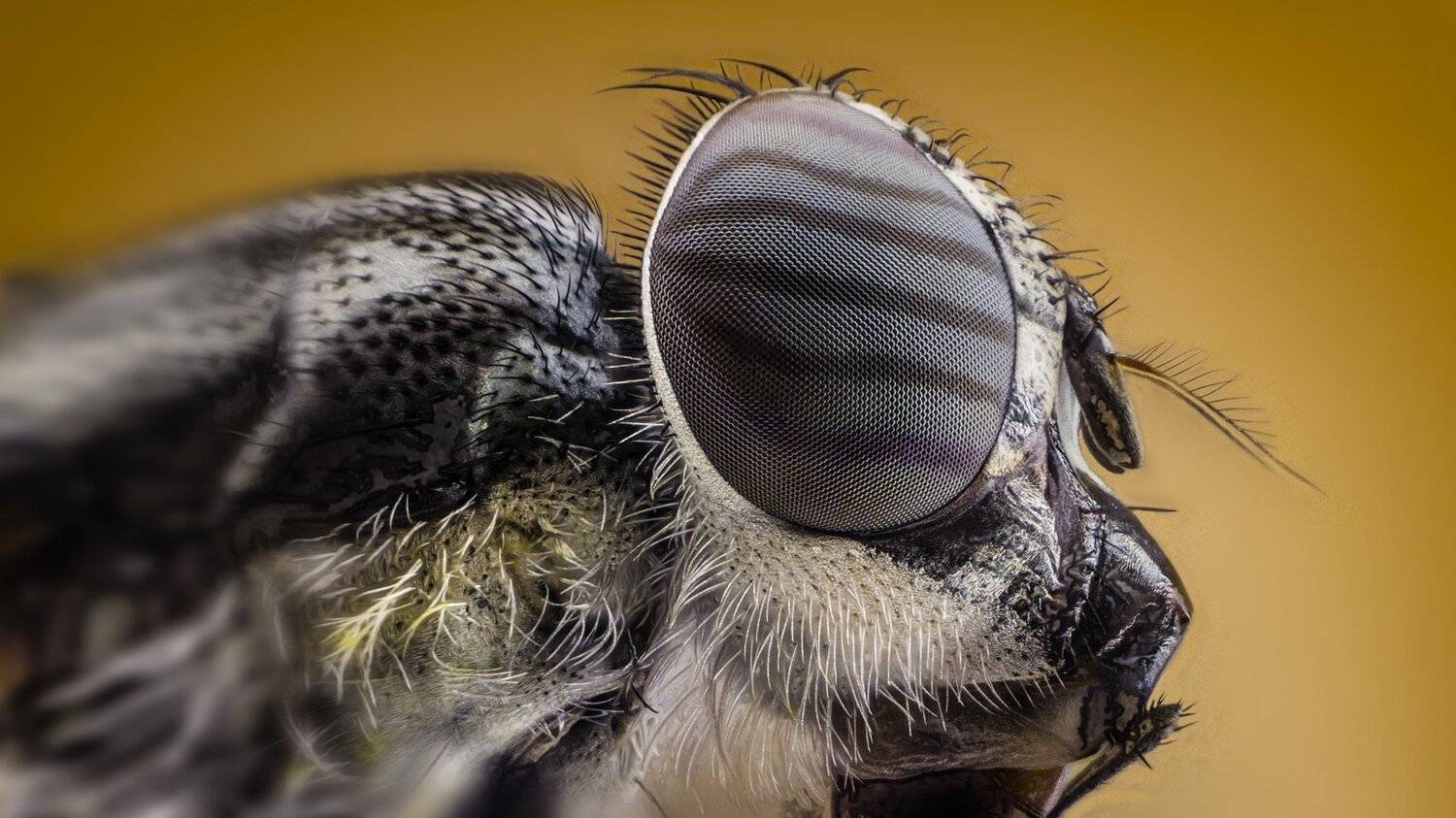 ceclii,macro,lgg4, Tsvetan Ganev