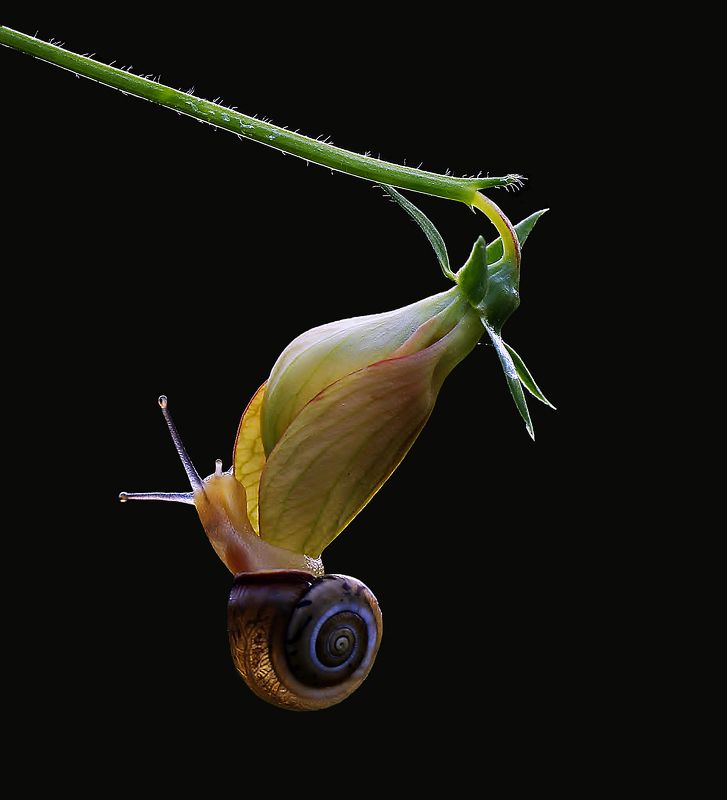 animal,nature,macro,snail,flower,impossible love. Impossible love фото превью