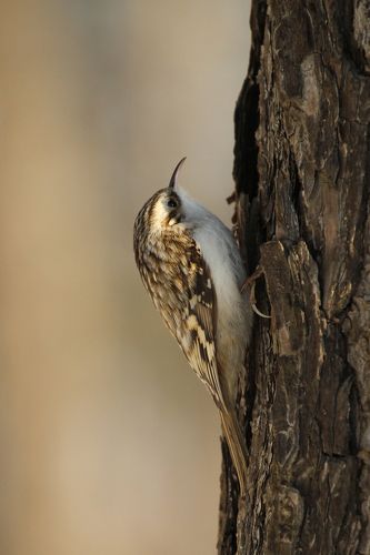 Обыкновенная пищуха Certhia familiaris (Linnaeus, 1758)