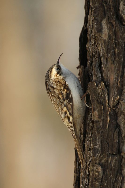пищуха птицы харькощины Обыкновенная пищуха Certhia familiaris (Linnaeus, 1758) фото превью