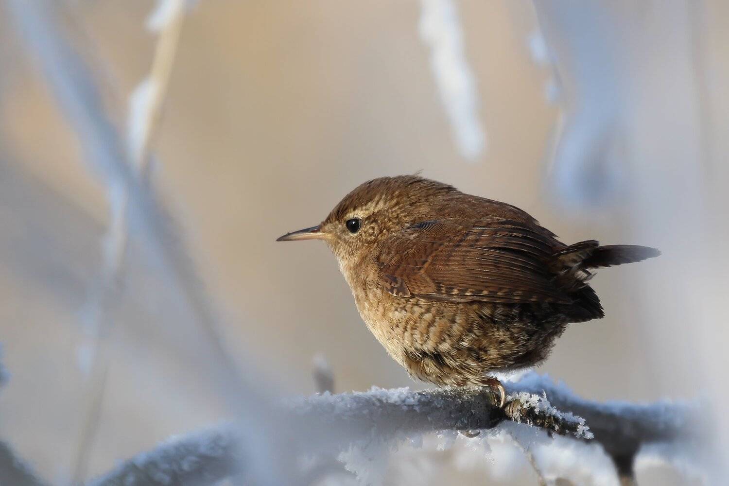 крапивник птицы харьковщины, Синянский Николай