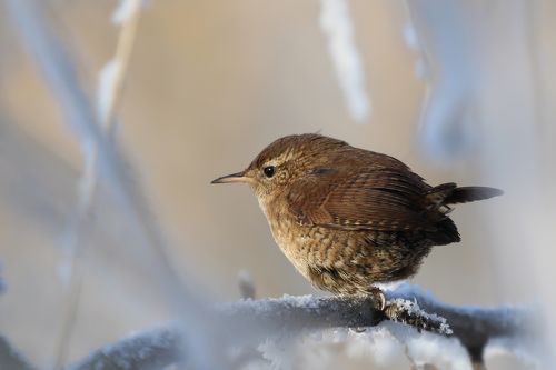 Крапивник Troglodytes troglodytes (Linnaeus, 1758)