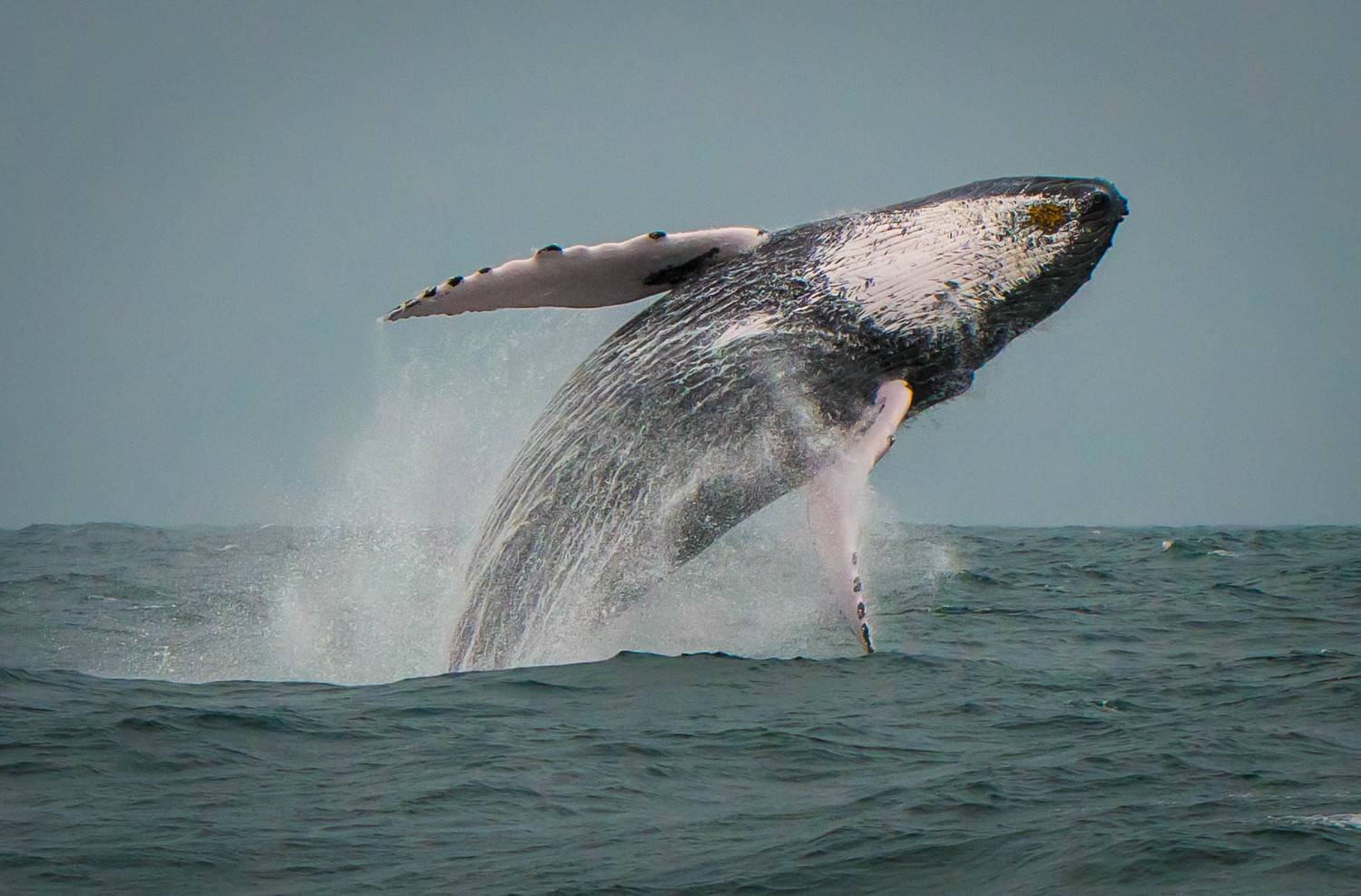 whale, jump, dominican, Jarkko J&auml;rvinen