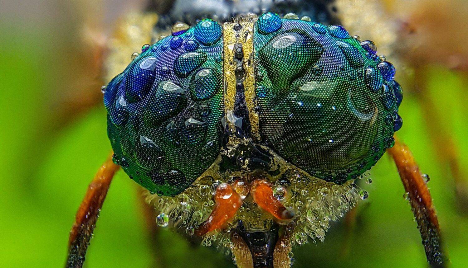 ceclii,macro,note4, Tsvetan Ganev