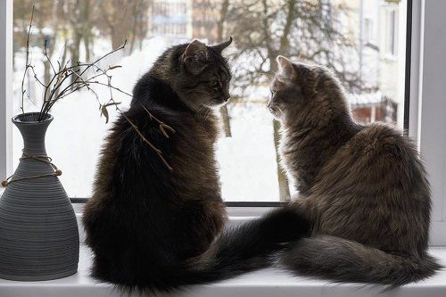 Я расскажу тебе о весне