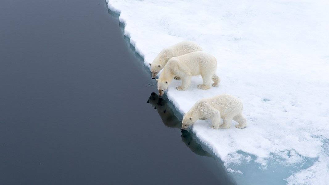 фотографандреевандрей, северныйполюс, northpole, арктика, arctic, ice, снег, лёд, круиз, expiditions, travel, белыймедведь, медведь, polarbear, животное, natgeowild, Андрей