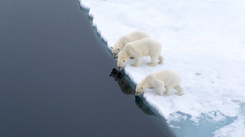 фотографандреевандрей, северныйполюс, northpole, арктика, arctic, ice, снег, лёд, круиз, expiditions, travel, белыймедведь, медведь, polarbear, животное, natgeowild  фото превью