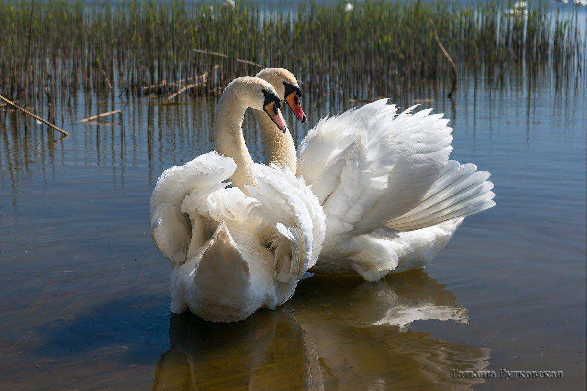 , Татьяна Рутковская