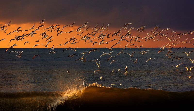 #чайки #море #солнце #шторм #сочи #природа #волны #брызги Момент фото превью