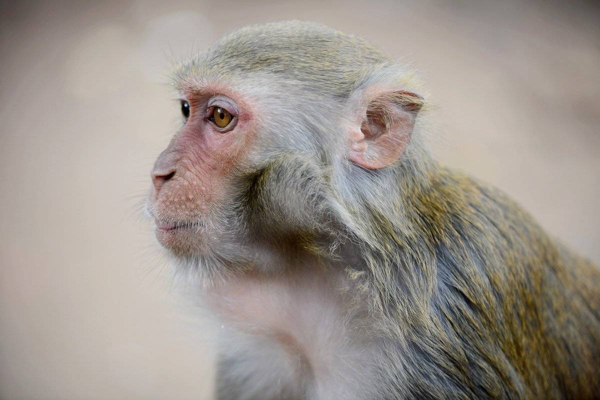 вожак, Александр Маркелов