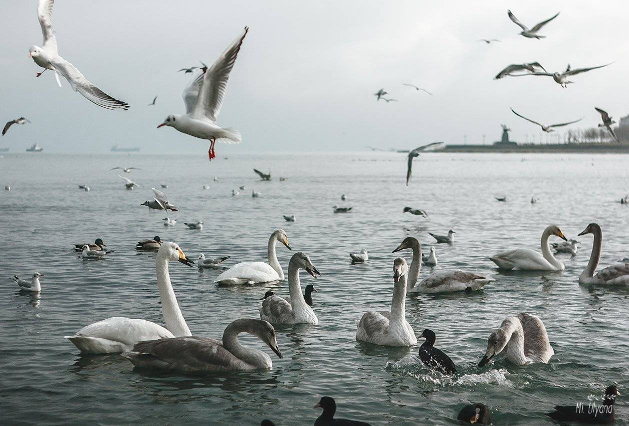 , Ульяна Буканова (Мизинова)