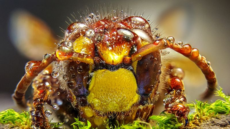 Овод фото превью