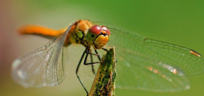 стрекоза,макро Dragonfly фото превью