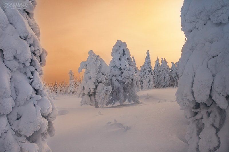 таганай зимний таганай ели снег Вечерний Таганай фото превью