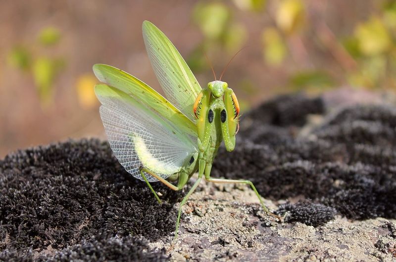 Обыкновенный богомол, или богомол религиозный. (лат. Mantis religiosa). фото превью