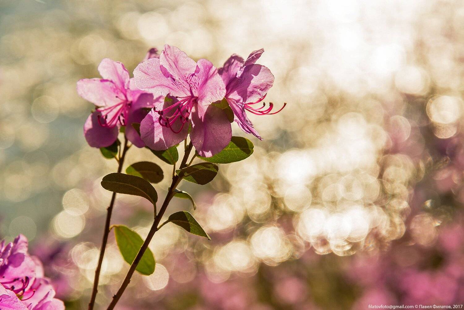 #алтай_чудеса_природы #алтай #сибирь #siberia #павел_филатов #pavel_filatov #filatovpavelaltai #катунь #макро #рододендрон #прострелы #весна #блики #close up #spring #rhododendron, Павел Филатов