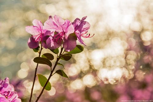 Весеннее настроение...