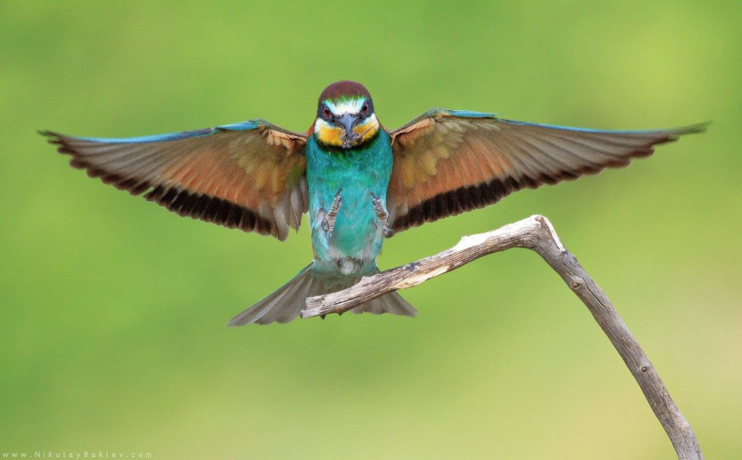 european, bee-eater, birds, wildlife, nature, Bulgaria, Николай Бъклев